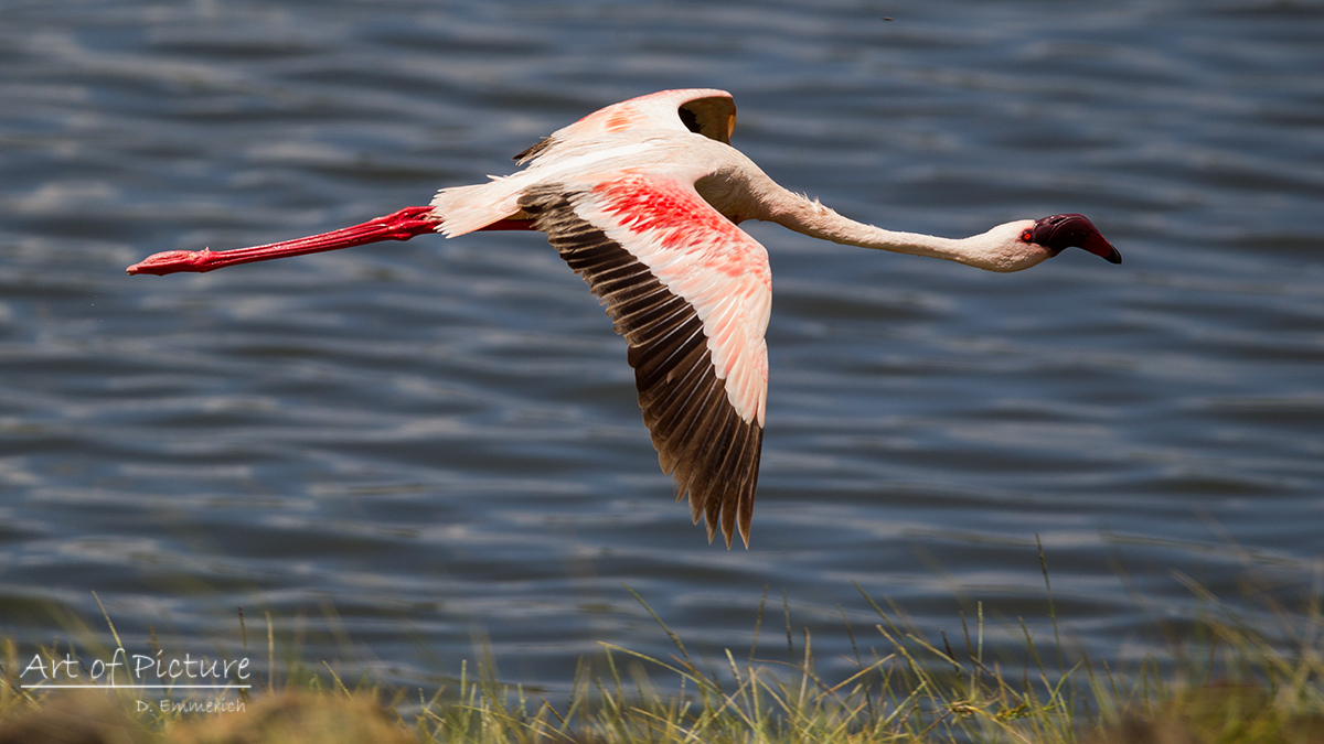 Flamingo