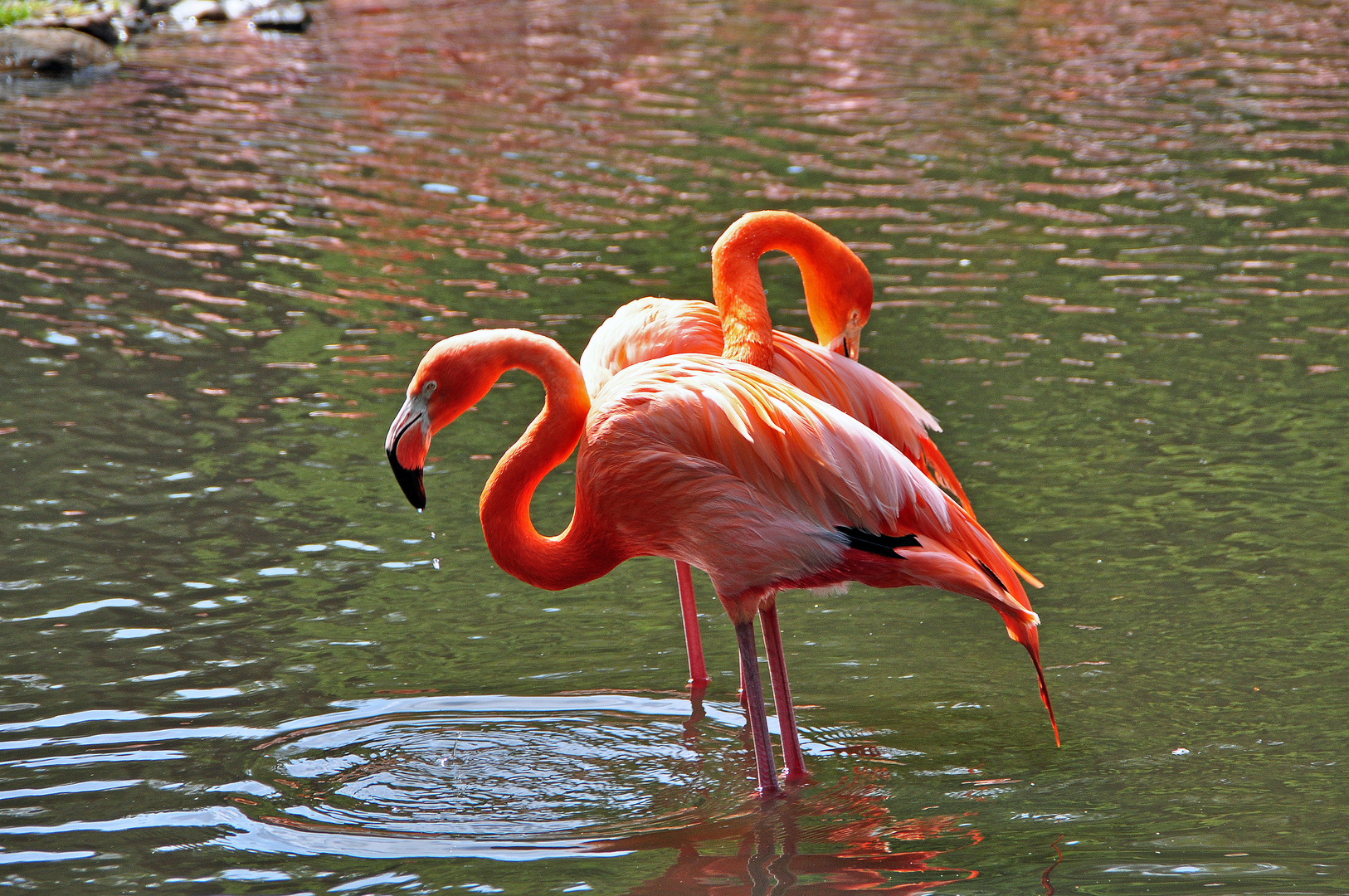 Flamingo