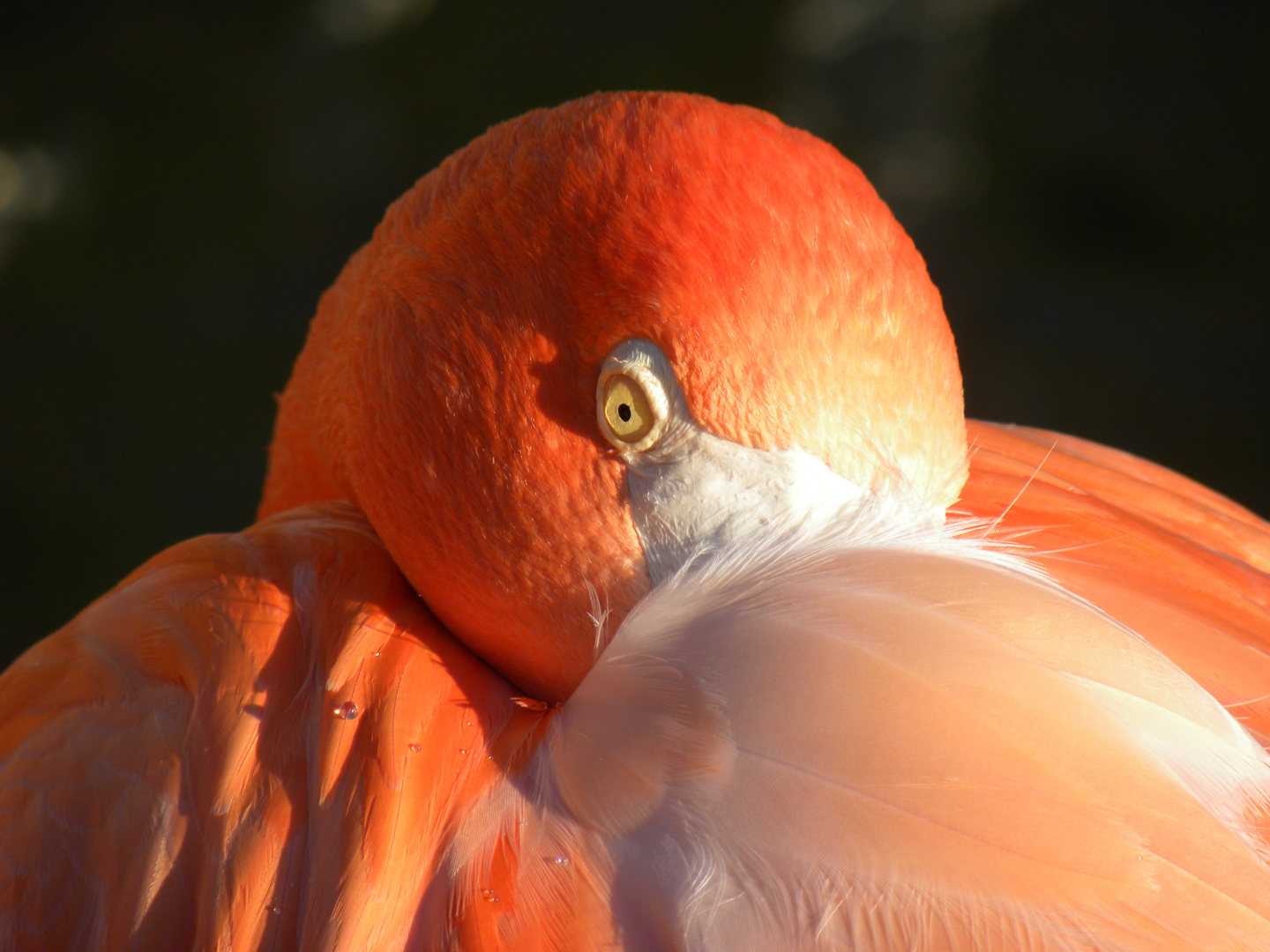 Flamingo