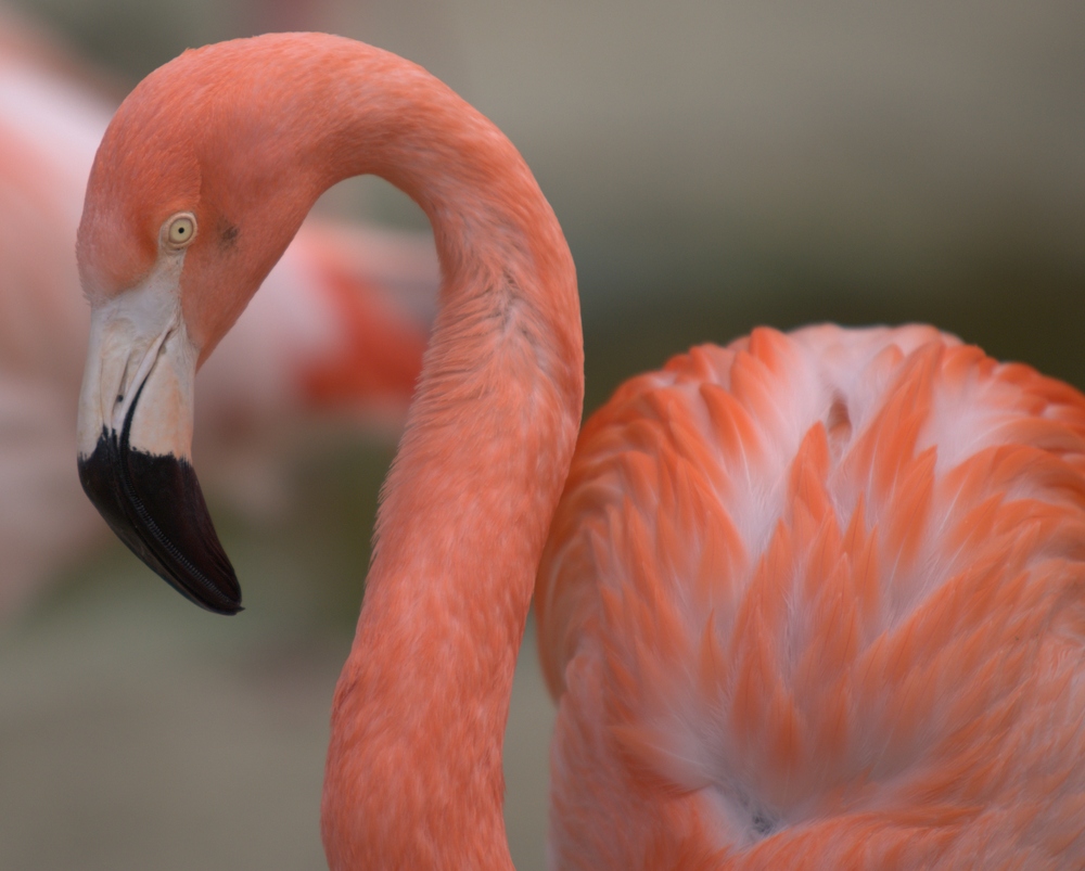 Flamingo...