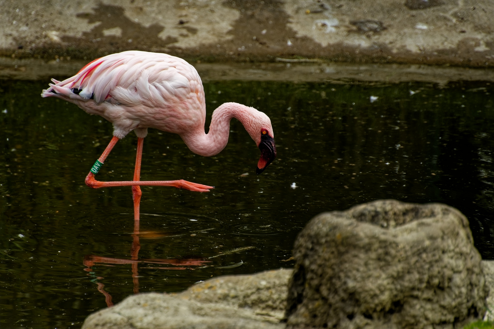 Flamingo