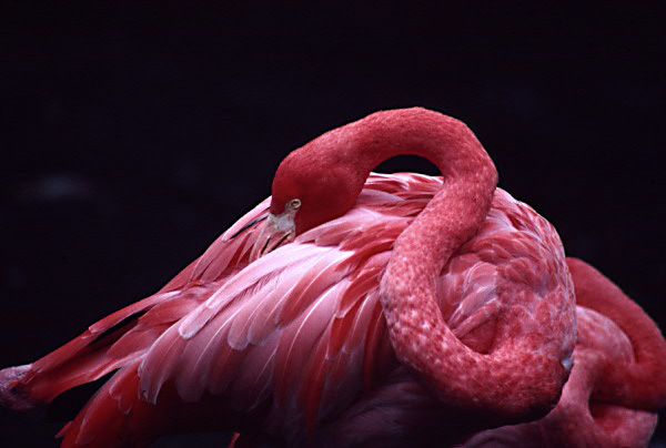 Flamingo