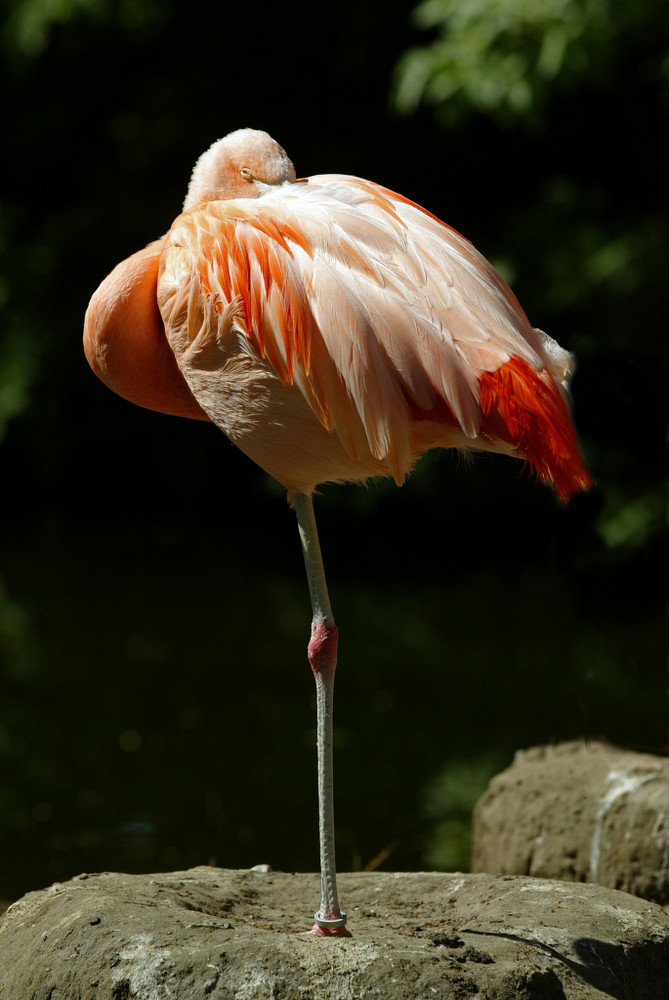 Flamingo