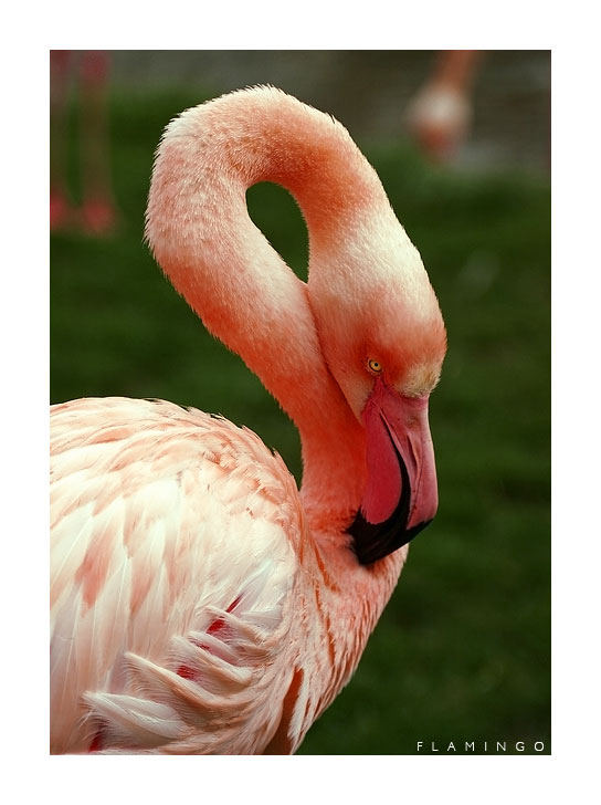 Flamingo