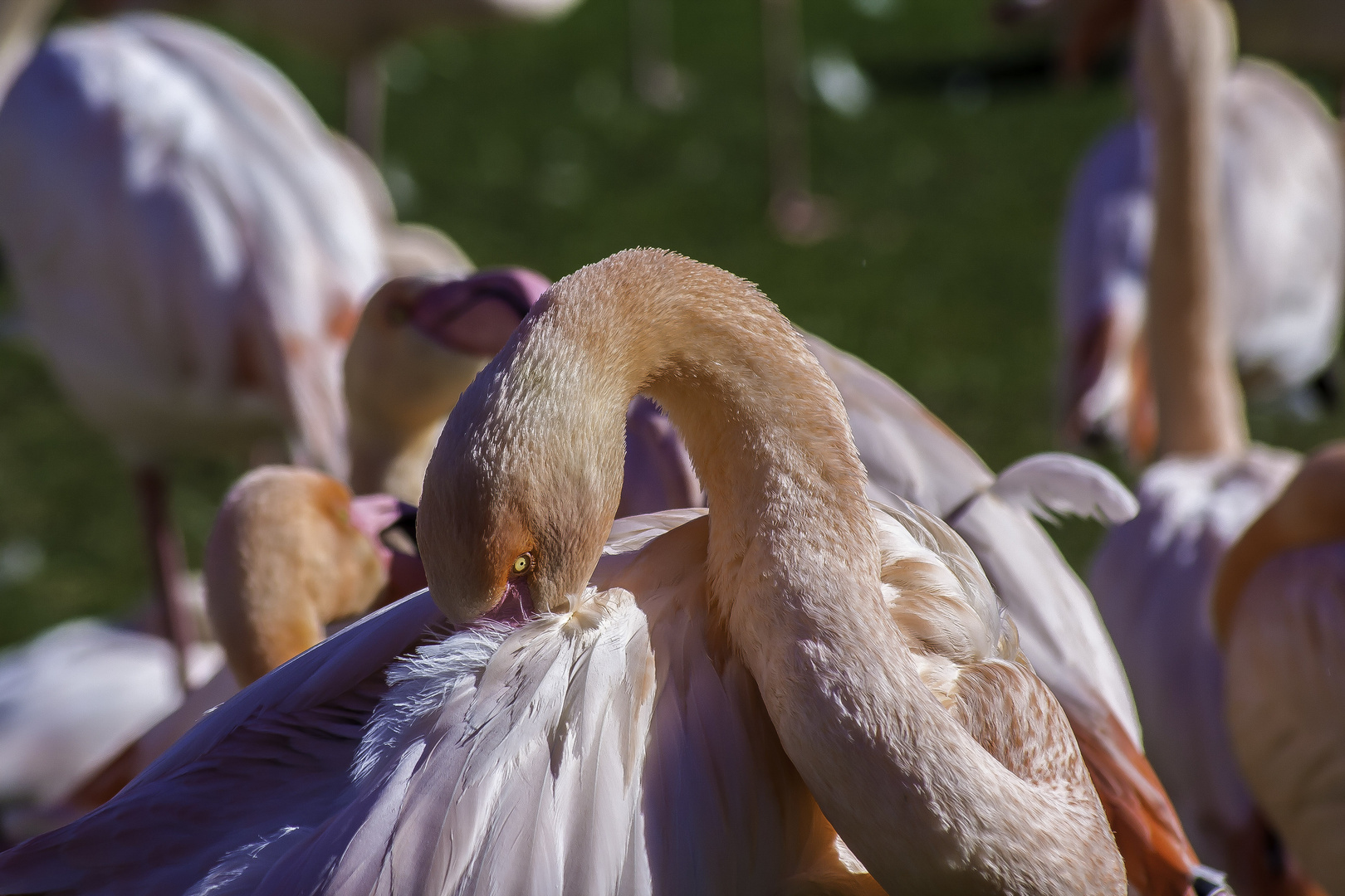 Flamingo