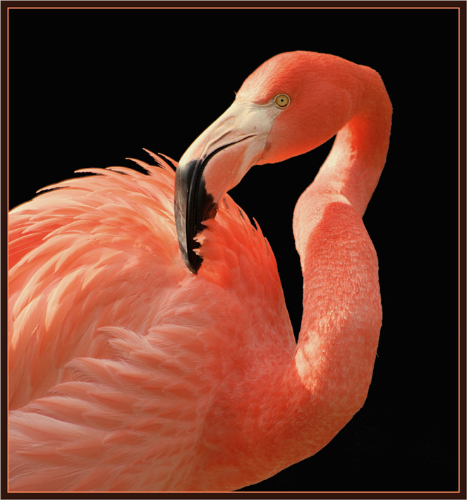 Flamingo