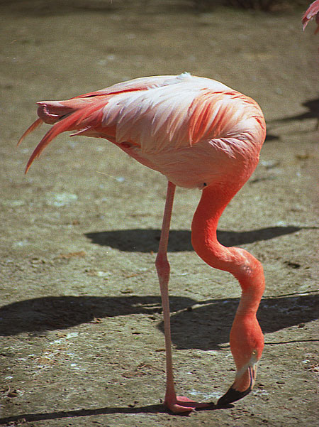 Flamingo