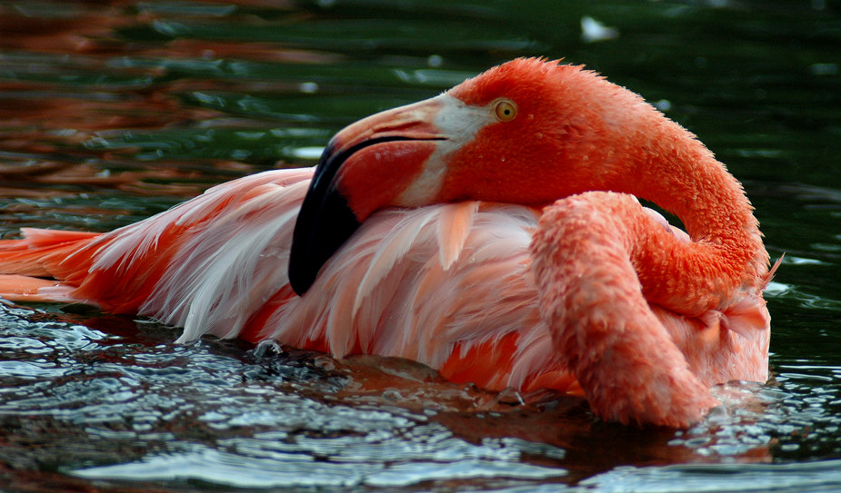 Flamingo