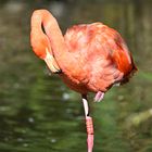 Flamingo :)