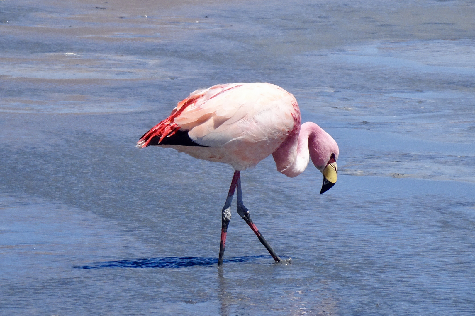 Flamingo