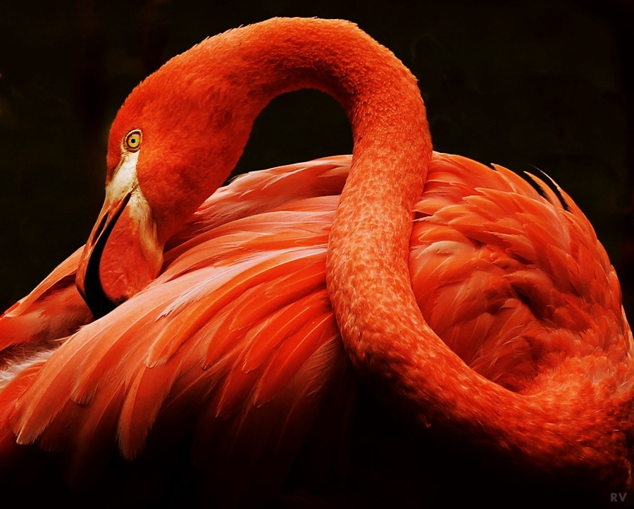 Flamingo 