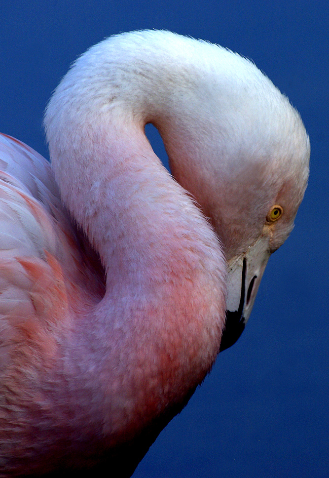 ..Flamingo 4