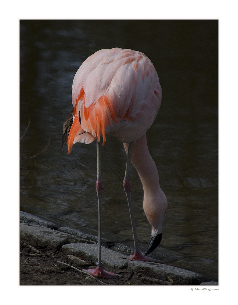 Flamingo