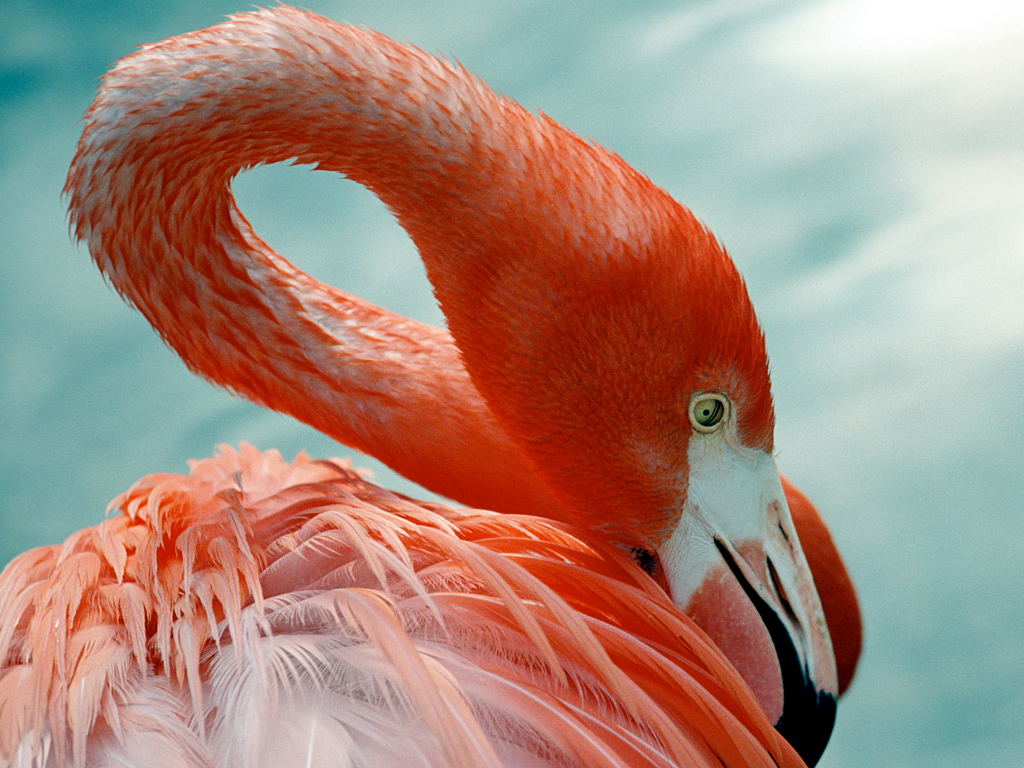 Flamingo