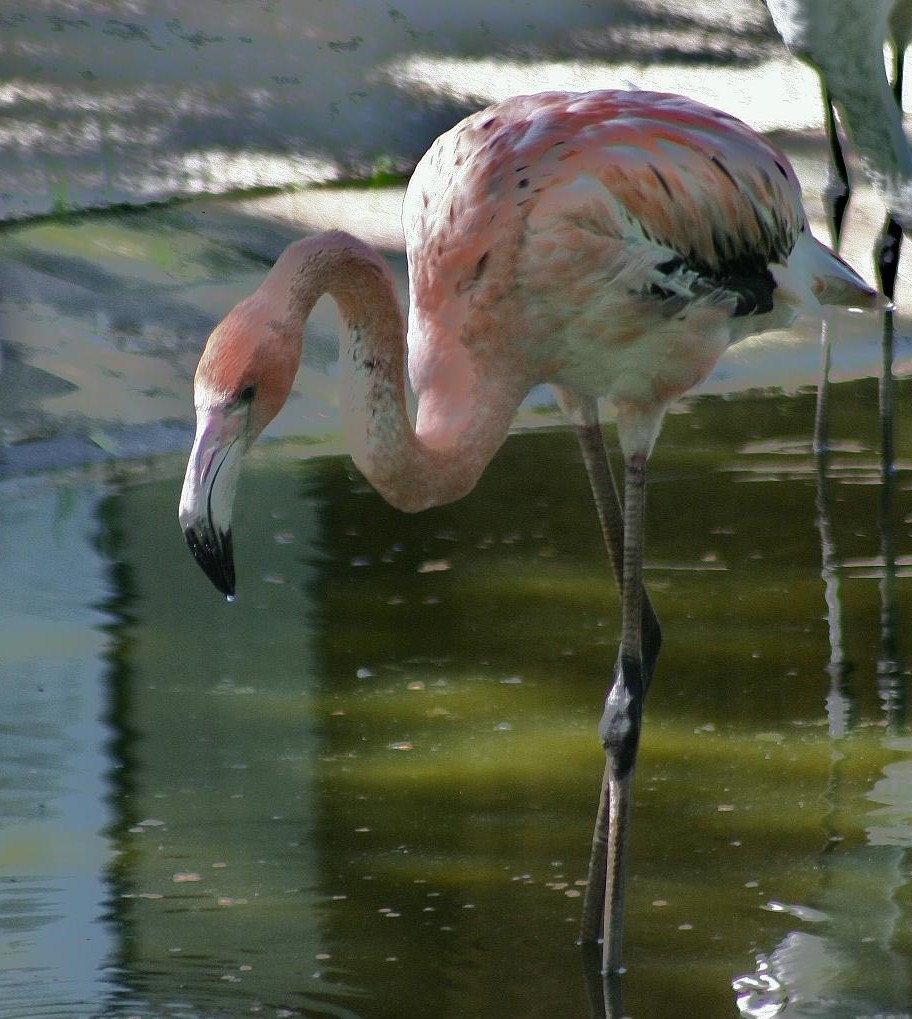 flamingo