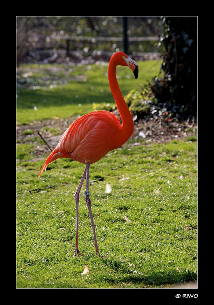Flamingo..........