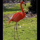 Flamingo..........