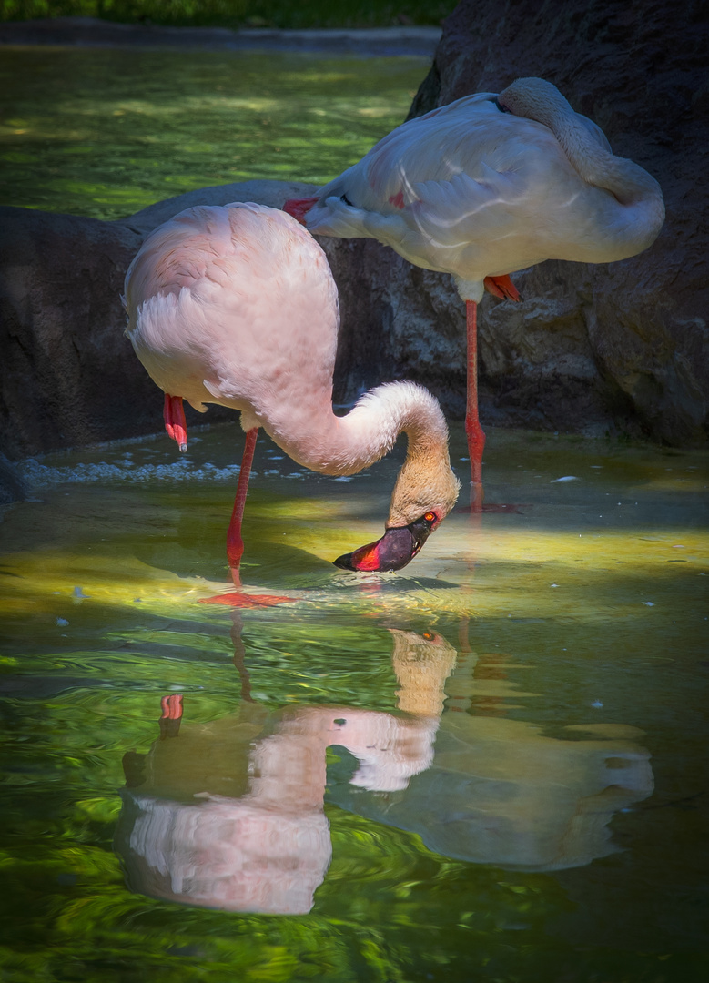 flamingo