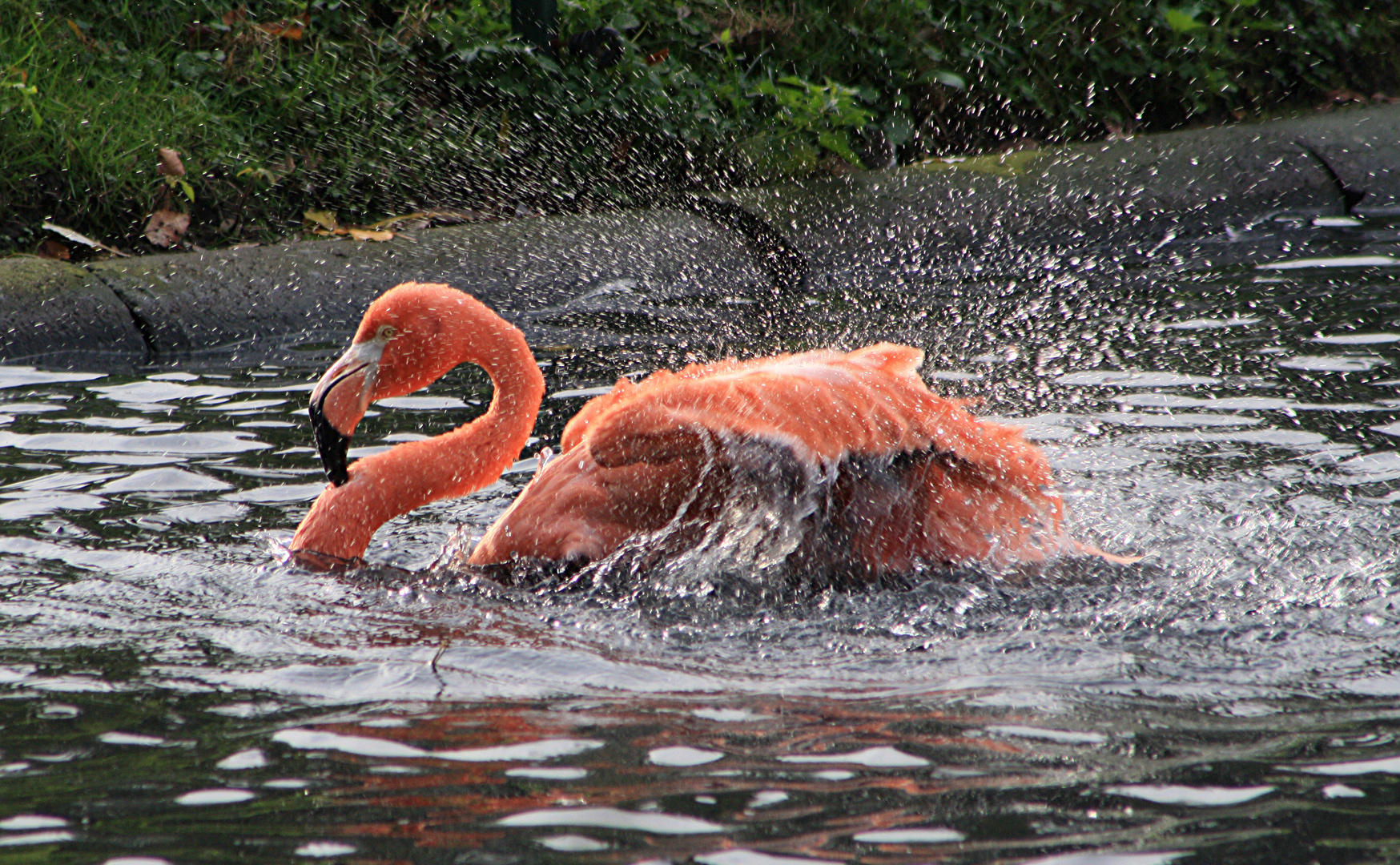 Flamingo