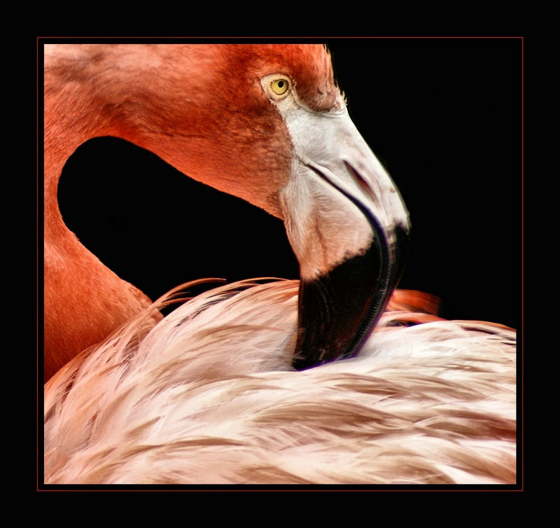 Flamingo