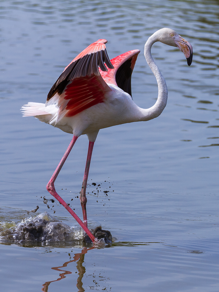 Flamingo