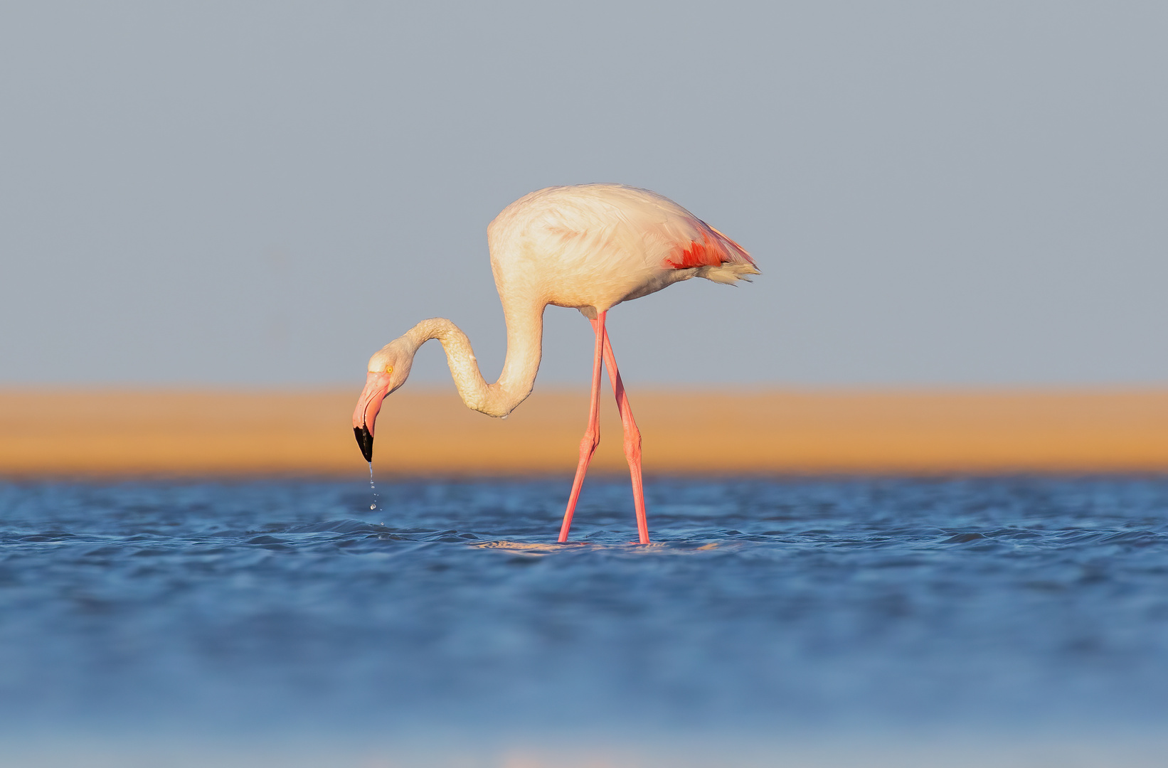 Flamingo 