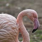 Flamingo...