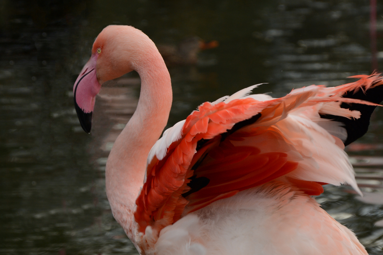 Flamingo