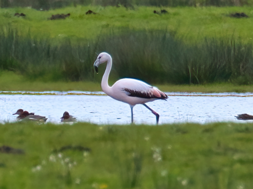 Flamingo