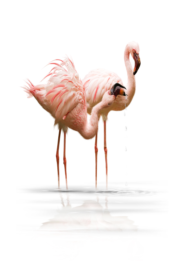 Flamingo