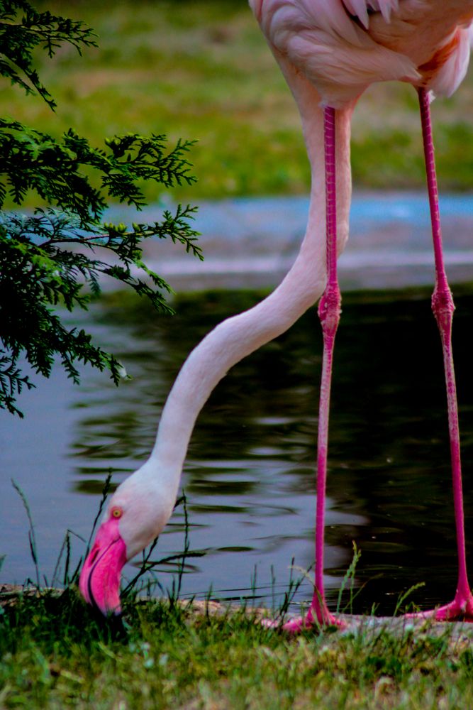 Flamingo