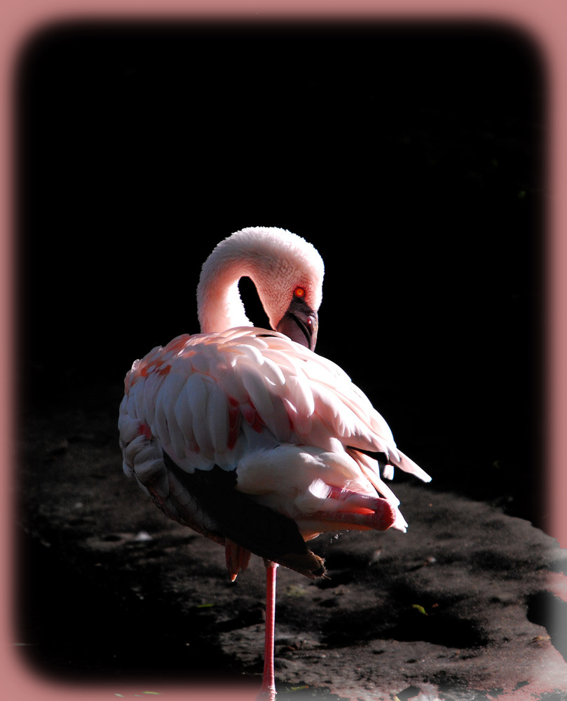 Flamingo