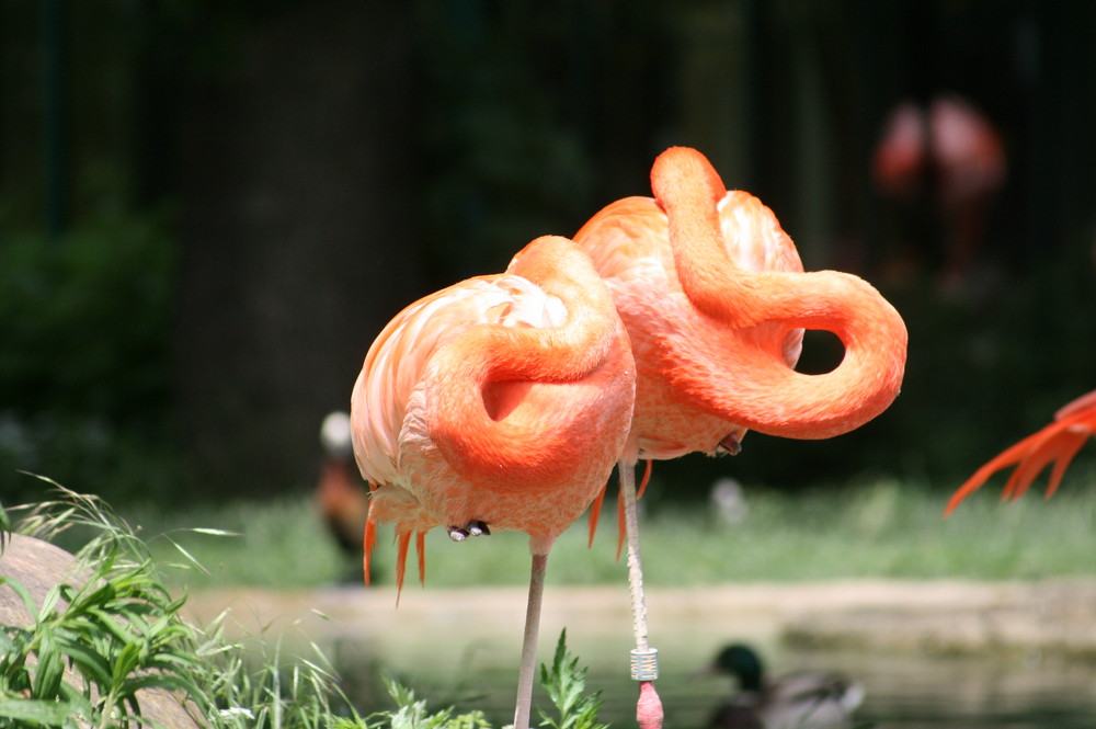 Flamingo