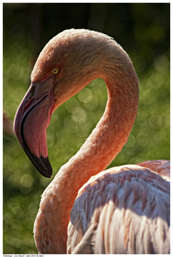 Flamingo