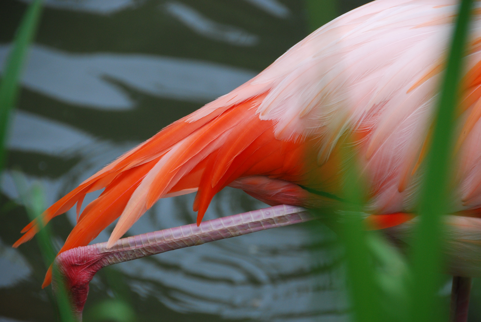 Flamingo