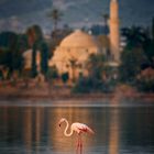 *flamingo*