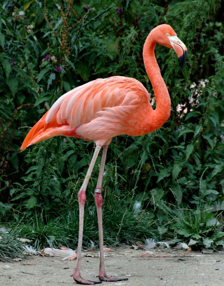 Flamingo Foto & Bild tiere, zoo, wildpark & falknerei, vögel Bilder