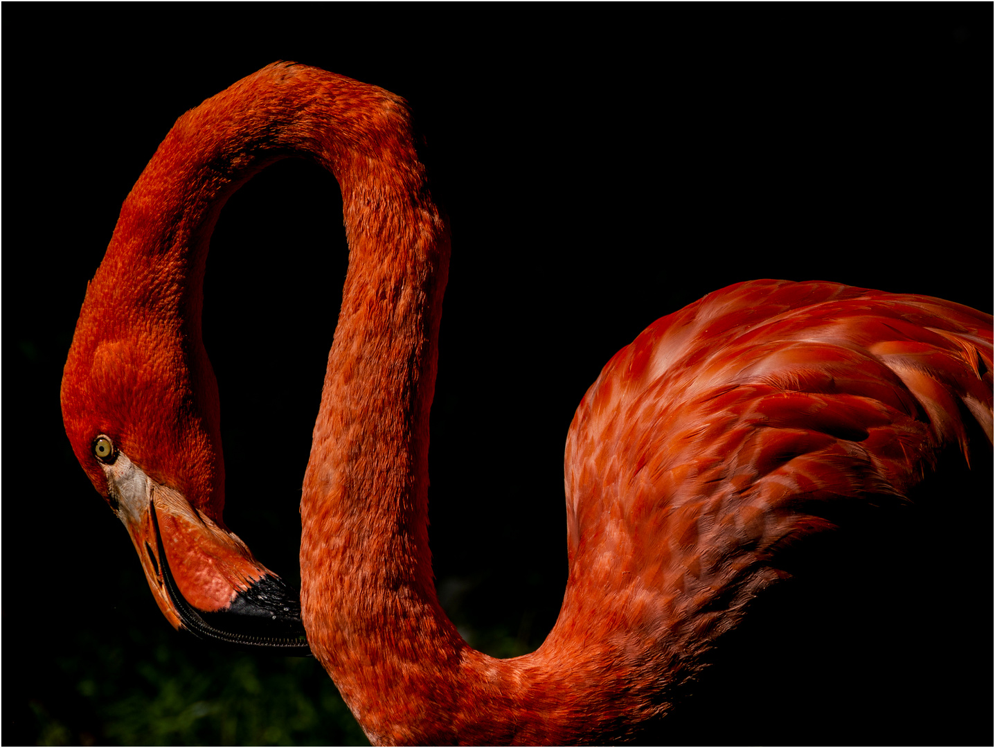 Flamingo, 5