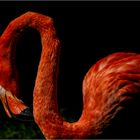 Flamingo, 5
