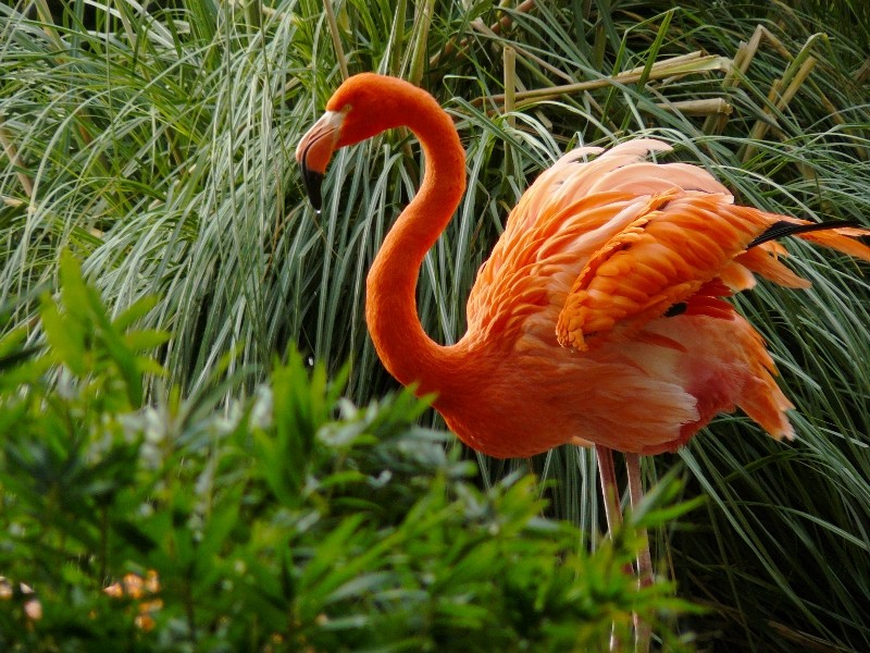 Flamingo