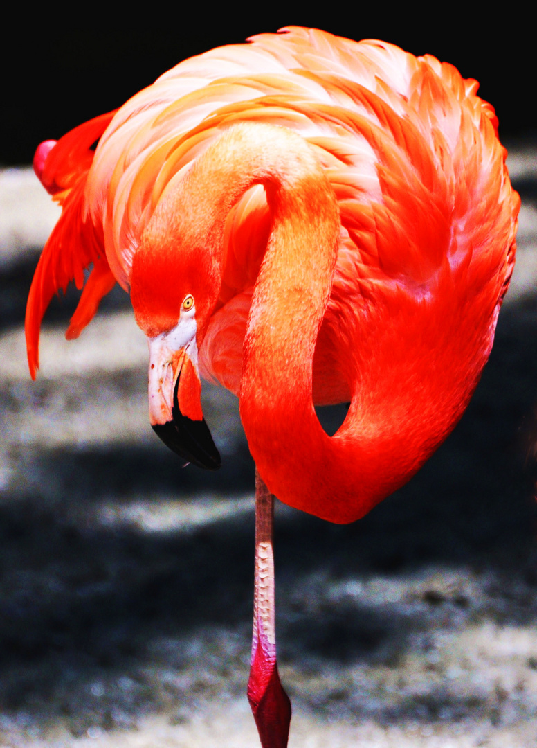 Flamingo