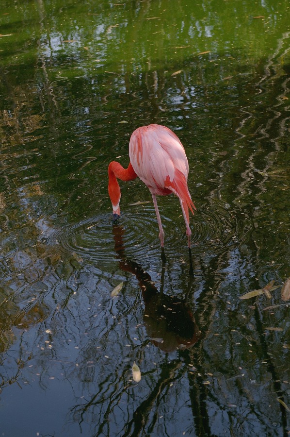 Flamingo