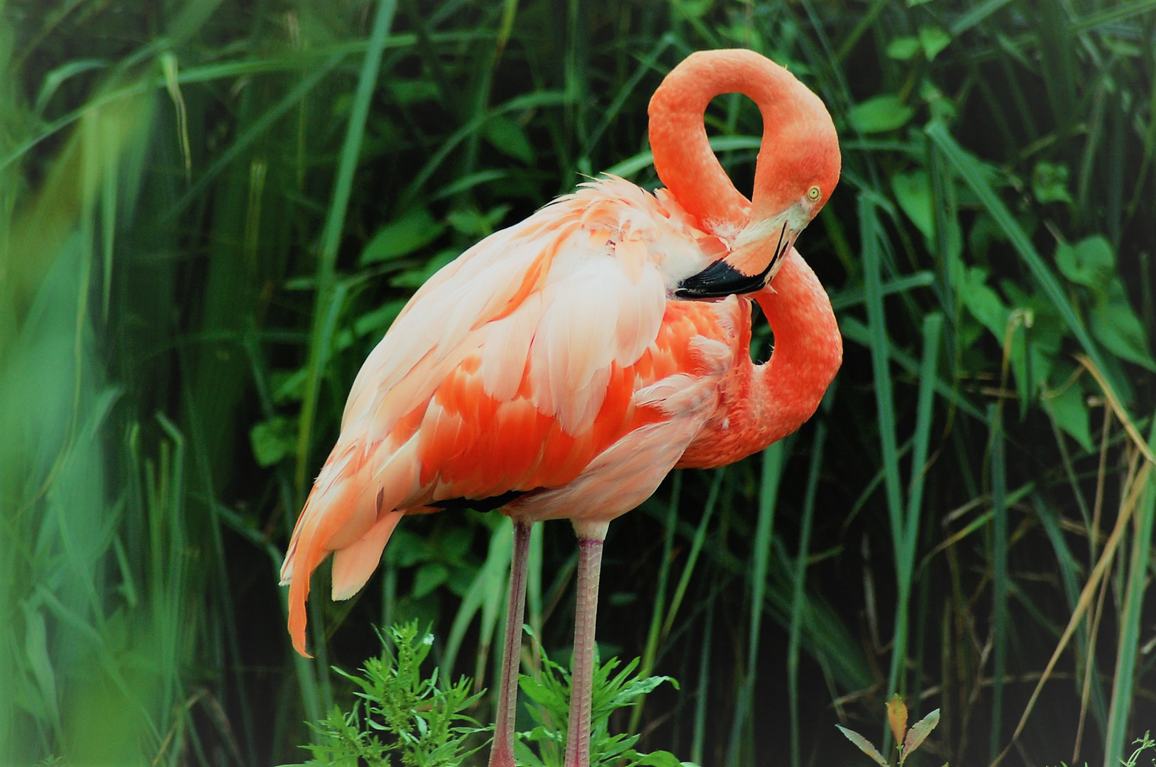 Flamingo 