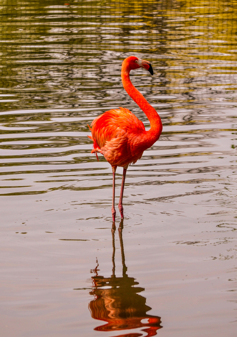 Flamingo