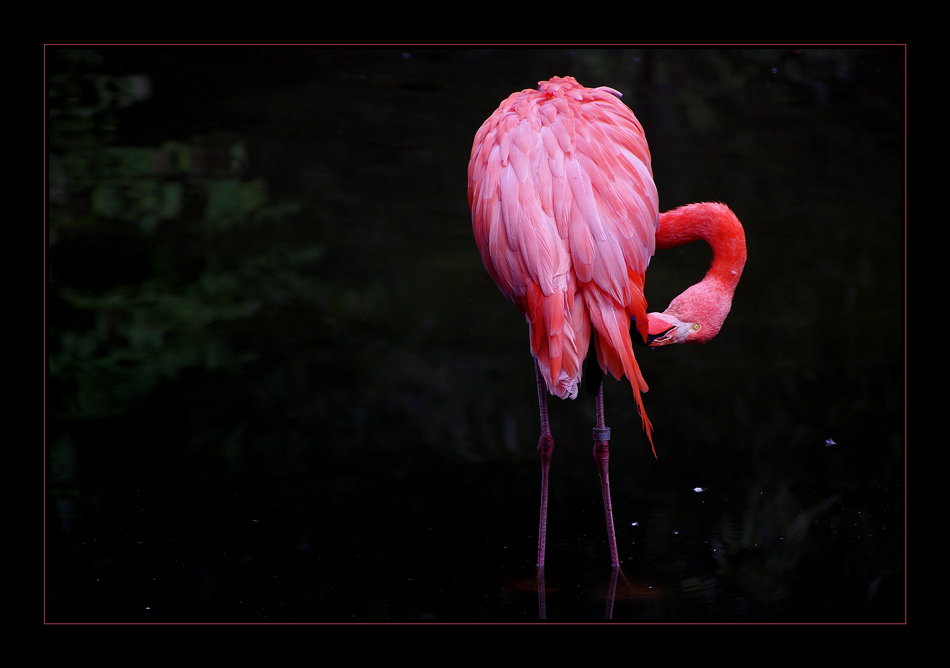 Flamingo