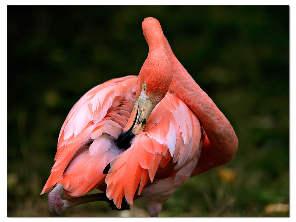 Flamingo