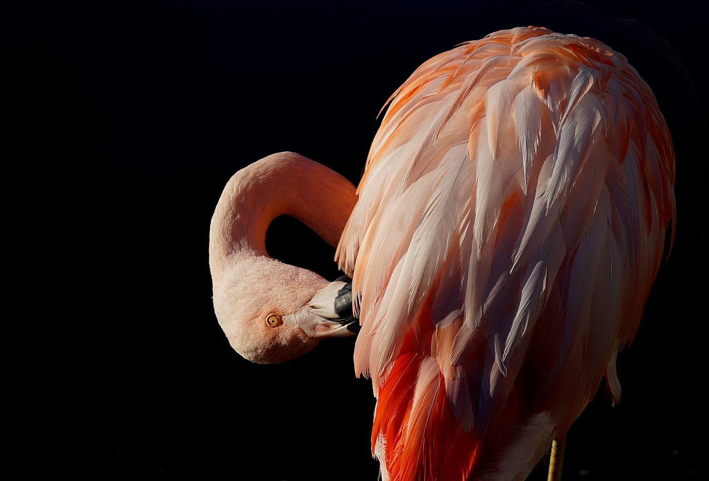 Flamingo