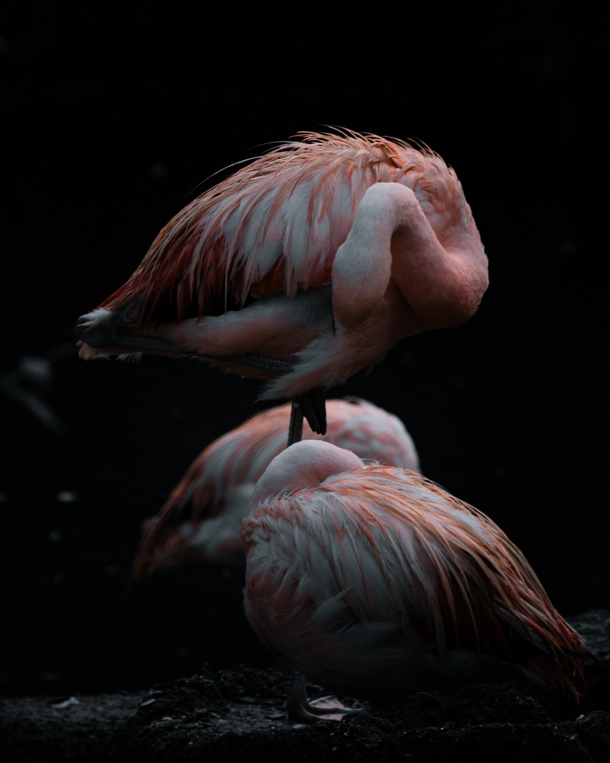 Flamingo