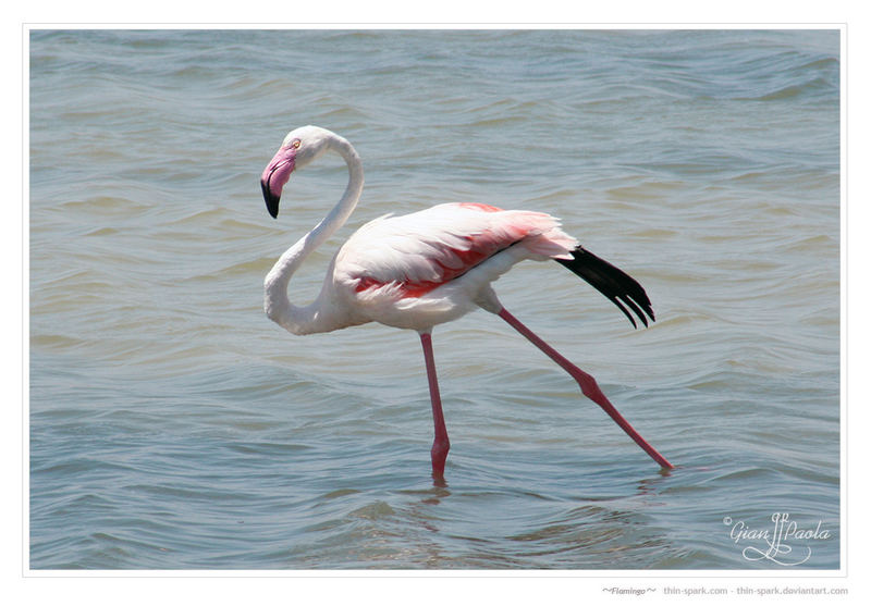 Flamingo