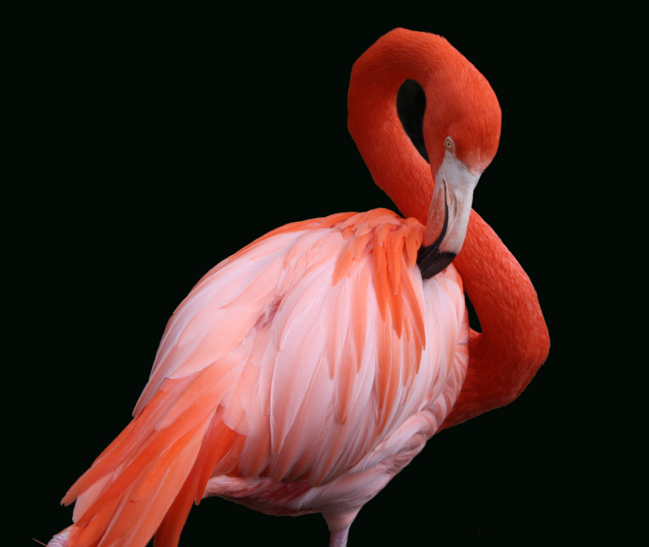 Flamingo